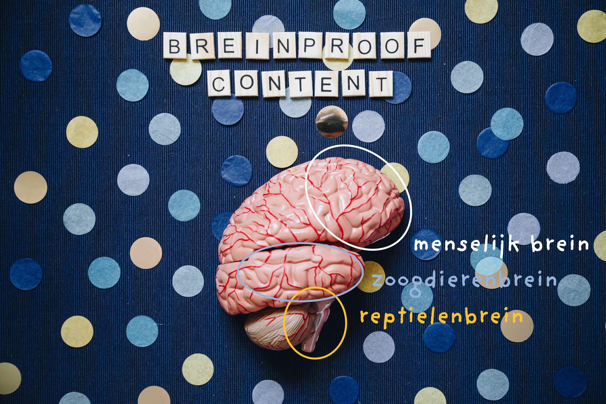 Flatlay foto van een hersenmodel met daarin aangegeven het reptielenbrein, het zoogdierenbrein en het menselijk brein