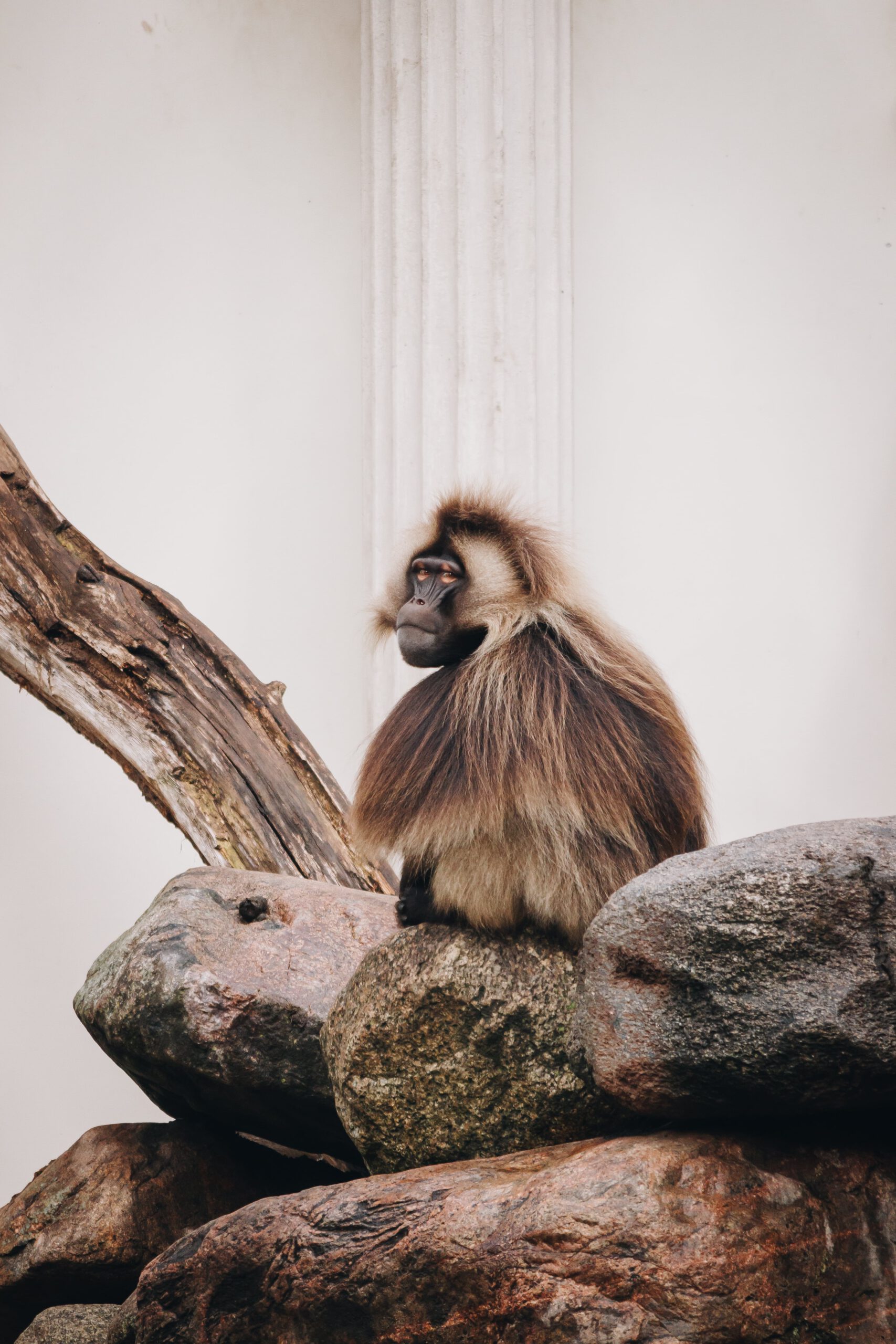 Foto van een Gelada aap in Diergaarde Blijdorp