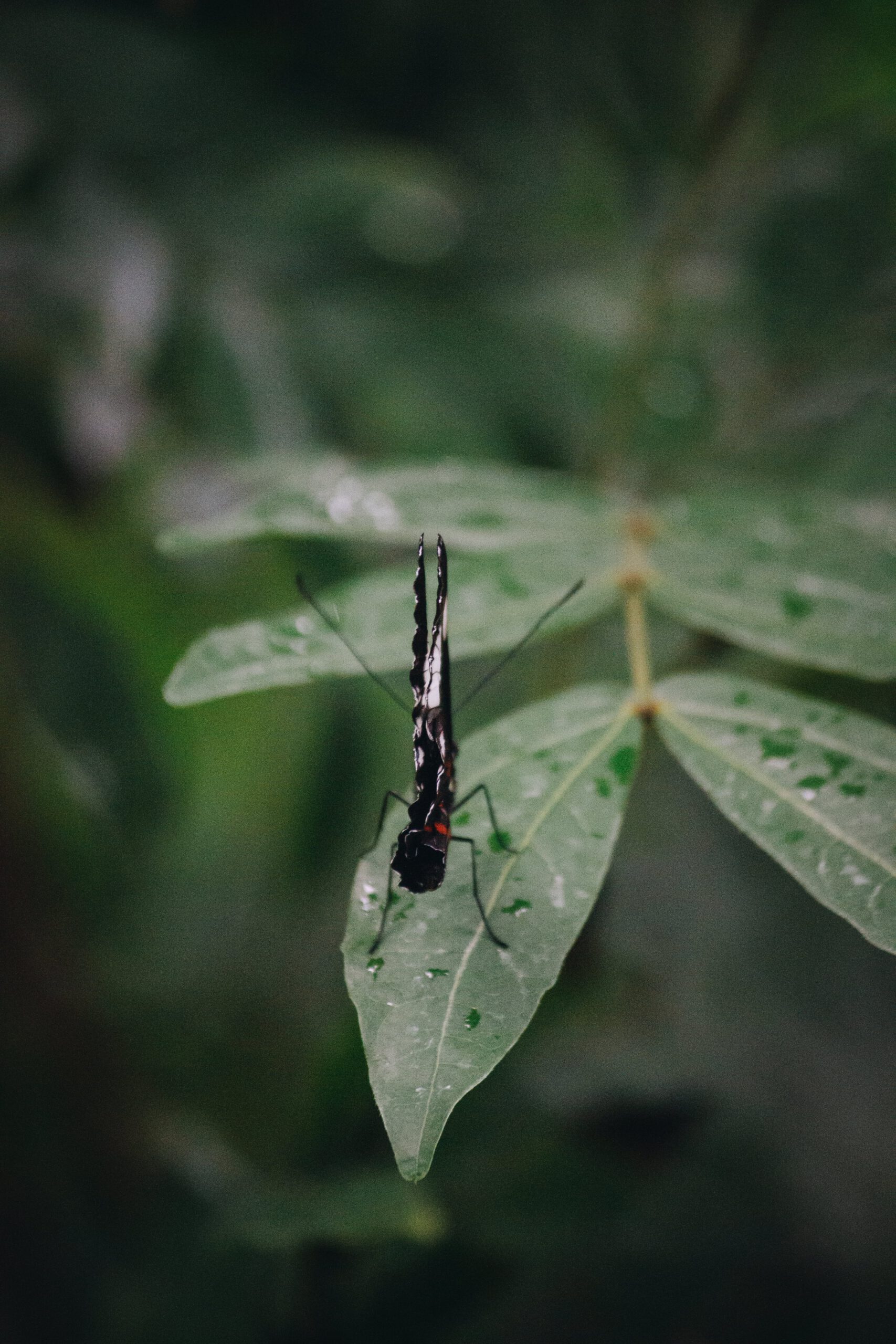 Close-up in de vlindertuin van Diergaarde Blijdorp met een vlinder