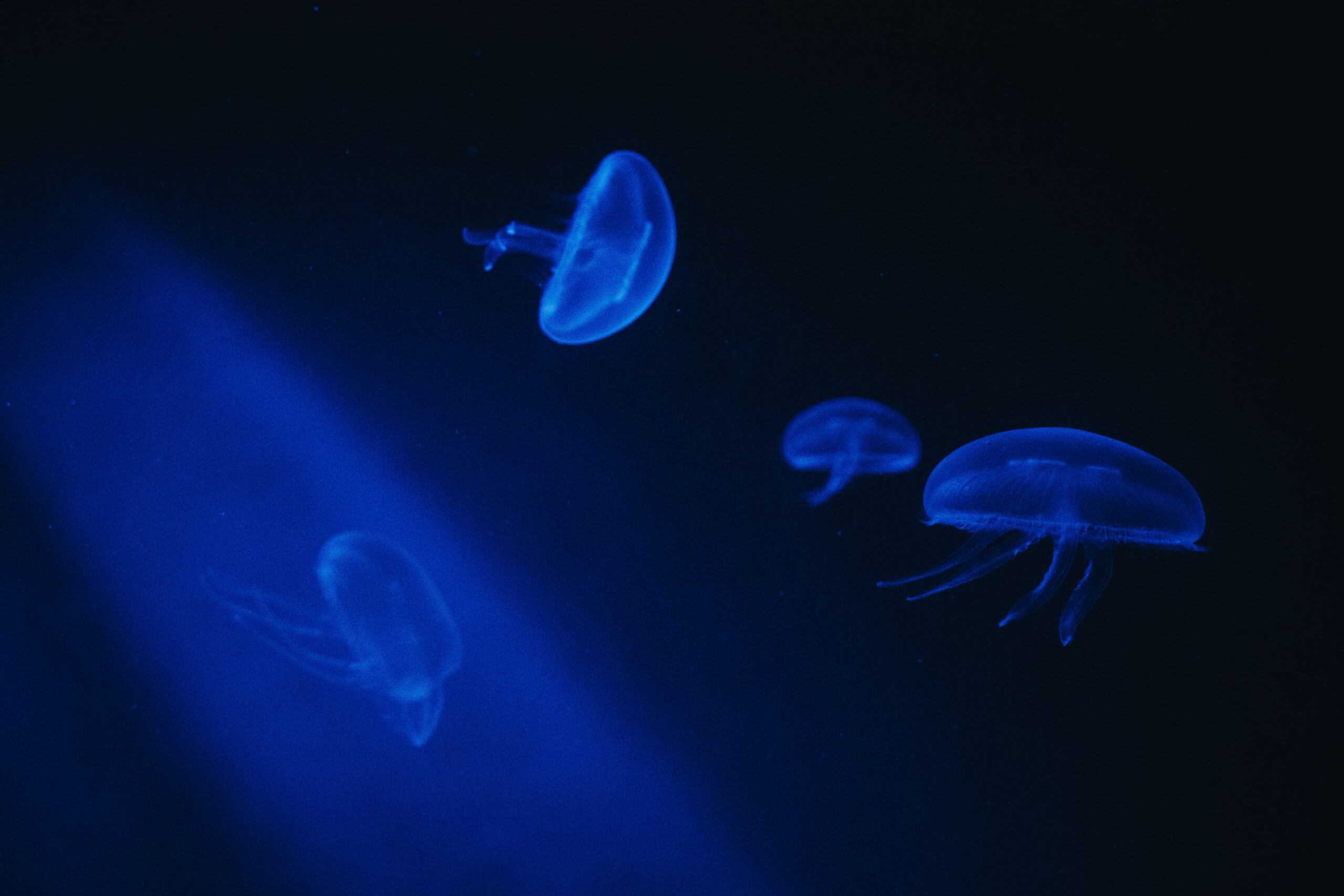 Blauwe foto van kleine kwallen in een donker aquarium gefotografeerd met een instap spiegelreflex camera